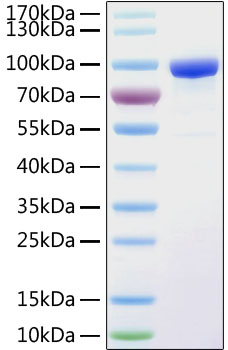 Recombinant Human sTfR/CD71 Protein was determined by SDS-PAGE under reducing conditions with Coomassie Blue.