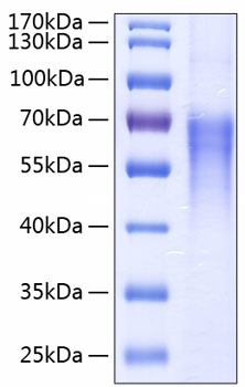 Recombinant Human B7-2/CD86 Protein was determined by SDS-PAGE under reducing conditions with Coomassie Blue.