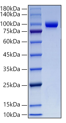 Recombinant Human MMP-9 Protein was determined by SDS-PAGE under reducing conditions with Coomassie Blue.
