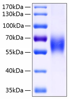 Recombinant Human SLAMF2/CD48 Protein was determined by SDS-PAGE under reducing conditions with Coomassie Blue.