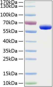 Recombinant Human Erythropoietin R/EPO-R Protein was determined by SDS-PAGE under reducing conditions with Coomassie Blue.