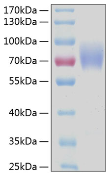 Recombinant Human FCAR/CD89 Protein was determined by SDS-PAGE under reducing conditions with Coomassie Blue.