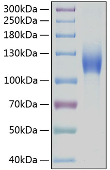 Recombinant Human c-Kit/CD117 Protein was determined by SDS-PAGE under reducing conditions with Coomassie Blue.