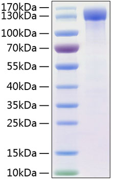 Recombinant Human ErbB-4/HER4 Protein was determined by SDS-PAGE under reducing conditions with Coomassie Blue.