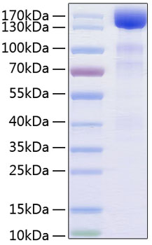 Recombinant Human VEGFR-3/FLT-4 Protein was determined by SDS-PAGE under reducing conditions with Coomassie Blue.