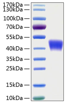 Recombinant Human OX-2/CD200 Protein was determined by SDS-PAGE under reducing conditions with Coomassie Blue.