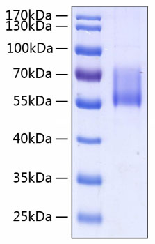 Recombinant Human MUC-1/CD227 Protein was determined by SDS-PAGE under reducing conditions with Coomassie Blue.