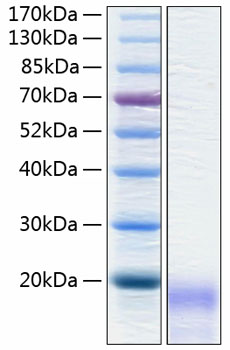 Recombinant Human CEACAM3/CD66d Protein was determined by SDS-PAGE under reducing conditions with Coomassie Blue.