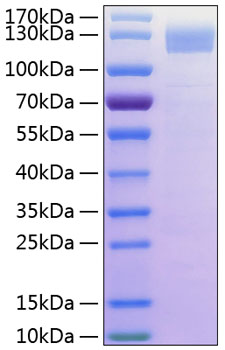Recombinant Human Siglec-4/MAG/GMA Protein was determined by SDS-PAGE under reducing conditions with Coomassie Blue.