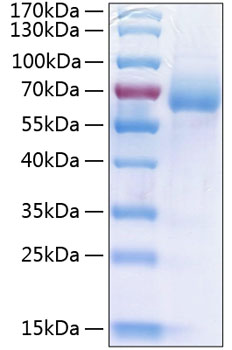 Recombinant Human LIMP II/SCARB2/CD36L2 Protein was determined by SDS-PAGE under reducing conditions with Coomassie Blue.