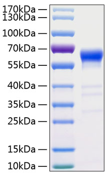 Recombinant Human TNFRSF6/FAS/CD95 Protein was determined by SDS-PAGE under reducing conditions with Coomassie Blue.