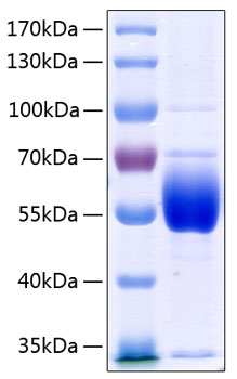 Recombinant Human Serpin C1/Antithrombin-III Protein was determined by SDS-PAGE under reducing conditions with Coomassie Blue.