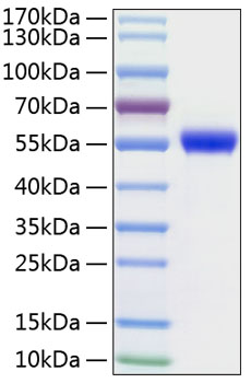 Recombinant Human uPA/PLAU Protein was determined by SDS-PAGE under reducing conditions with Coomassie Blue.