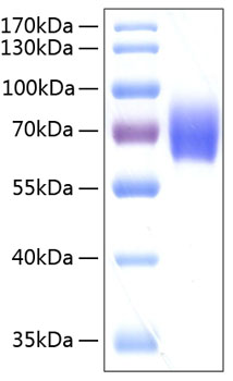 Recombinant Human Serpin F2/Alpha-2-antiplasmin Protein was determined by SDS-PAGE under reducing conditions with Coomassie Blue.