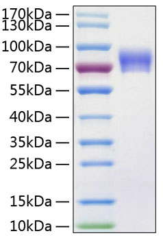 Recombinant Human Vanin-1/VNN1 Protein was determined by SDS-PAGE under reducing conditions with Coomassie Blue.