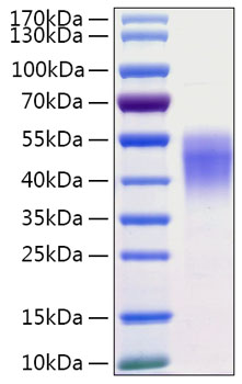Recombinant Human CD38 Protein was determined by SDS-PAGE under reducing conditions with Coomassie Blue.