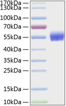 Recombinant Human BMPR-1A/ALK-3/CD292 Protein was determined by SDS-PAGE under reducing conditions with Coomassie Blue.