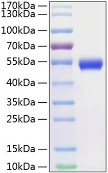 Recombinant Human CD5 Protein was determined by SDS-PAGE under reducing conditions with Coomassie Blue.