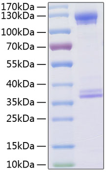 Recombinant Human C1qR/CD93 Protein was determined by SDS-PAGE under reducing conditions with Coomassie Blue.