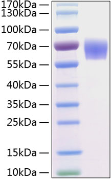Recombinant Human BACE-1/ASP2 Protein was determined by SDS-PAGE under reducing conditions with Coomassie Blue.