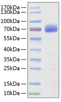 Recombinant Human SLAMF7/CRACC/CD319 Protein was determined by SDS-PAGE under reducing conditions with Coomassie Blue.