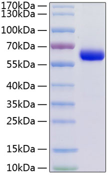 Recombinant Human Junctional adhesion molecule C/JAM-3 (A149P) Protein was determined by SDS-PAGE under reducing conditions with Coomassie Blue.