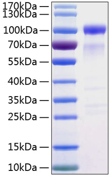 Recombinant Human SIRP-alpha/CD172a Protein was determined by SDS-PAGE under reducing conditions with Coomassie Blue.