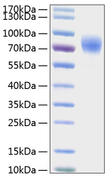 Recombinant Human Thrombopoietin/THPO Protein was determined by SDS-PAGE under reducing conditions with Coomassie Blue.