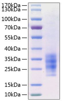 Recombinant Human Flt3 ligand/Flt3L Protein was determined by SDS-PAGE under reducing conditions with Coomassie Blue.