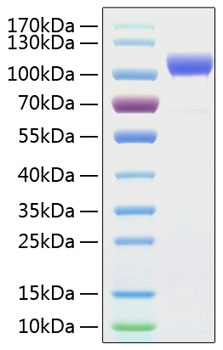 Recombinant Human ErbB-2/HER2/CD340 Protein was determined by SDS-PAGE under reducing conditions with Coomassie Blue.