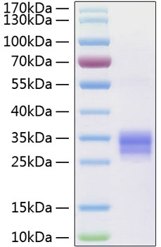 Recombinant Human TNFSF11/RANKL/CD254 Protein was determined by SDS-PAGE under reducing conditions with Coomassie Blue.