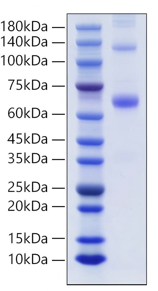 Recombinant Human TNFSF11/RANKL/CD254 Protein was determined by SDS-PAGE under reducing conditions with Coomassie Blue.