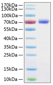 Recombinant Human B7-H1/PD-L1/CD274 Protein was determined by SDS-PAGE under reducing conditions with Coomassie Blue.