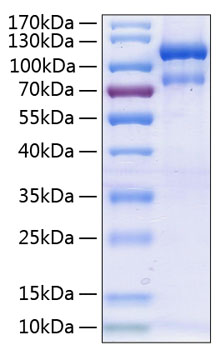Recombinant Human EphA3 Protein was determined by SDS-PAGE under reducing conditions with Coomassie Blue.