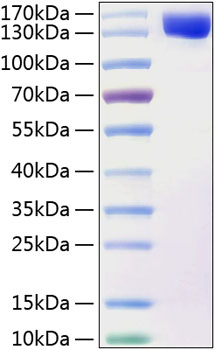 Recombinant Human Contactin 2/CNTN2 Protein was determined by SDS-PAGE under reducing conditions with Coomassie Blue.