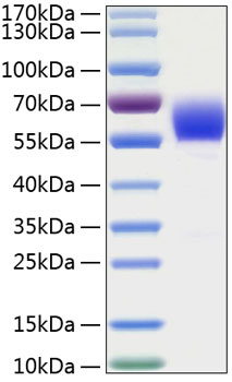 Recombinant Human Serpin A3/Alpha-1-antichymotrypsin Protein was determined by SDS-PAGE under reducing conditions with Coomassie Blue.