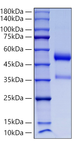 Recombinant Human Angiopoietin-like 7/ANGPTL7(27-346) Protein was determined by SDS-PAGE under reducing conditions with Coomassie Blue.