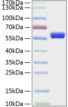 Recombinant Human MMP-1 Protein was determined by SDS-PAGE under reducing conditions with Coomassie Blue.