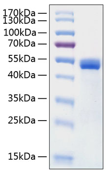 Recombinant Human Cathepsin D Protein was determined by SDS-PAGE under reducing conditions with Coomassie Blue.