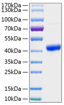 Recombinant Human Osteonectin/SPARC Protein was determined by SDS-PAGE under reducing conditions with Coomassie Blue.