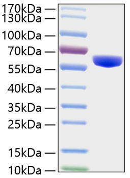 Recombinant Human MMP-3 Protein was determined by SDS-PAGE under reducing conditions with Coomassie Blue.