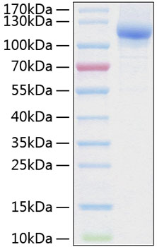 Recombinant Human Neuropilin-2/NRP2/VEGF165R2 Protein was determined by SDS-PAGE under reducing conditions with Coomassie Blue.