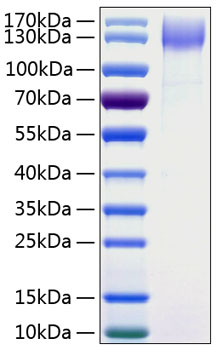 Recombinant Human DNER Protein was determined by SDS-PAGE under reducing conditions with Coomassie Blue.