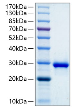 Recombinant Human IGFBP-1 Protein was determined by SDS-PAGE under reducing conditions with Coomassie Blue.