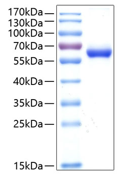 Recombinant Human HCVADR/CXADR Protein was determined by SDS-PAGE under reducing conditions with Coomassie Blue.