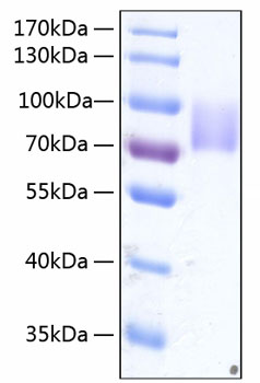Recombinant Human Growth hormone receptor/GHR Protein was determined by SDS-PAGE under reducing conditions with Coomassie Blue.