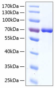 Recombinant Human Serum albumin/ALB Protein was determined by SDS-PAGE under reducing conditions with Coomassie Blue.