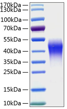 Recombinant Human LMIR2/CD300c Protein was determined by SDS-PAGE under reducing conditions with Coomassie Blue.