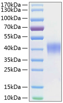Recombinant Human SLAMF2/CD48 Protein was determined by SDS-PAGE under reducing conditions with Coomassie Blue.