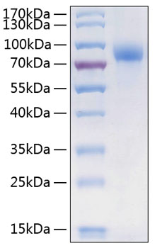 Recombinant Human CSF1R/M-CSF R/CD115 Protein was determined by SDS-PAGE under reducing conditions with Coomassie Blue.